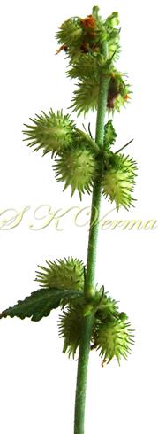  Fruits